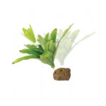Exo Terra Küçük İpek Neoregelia Plastik Teraryum Bitkisi - Görsel 2