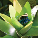 Exo Terra Küçük İpek Neoregelia Plastik Teraryum Bitkisi - Görsel 3