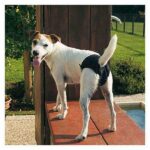 Ferplast Hijyenik Köpek Külodu Large 53x59 Cm - Görsel 2