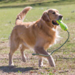 Kong Air Dog Fetch Stik İpli Köpek Oyuncağı Large - Görsel 3