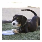 Kong Puppy Kauçuk Frizbi Yavru Köpek Oyuncağı - Görsel 2