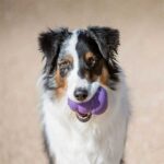 Kong Senior Yaşlı Köpek Oyuncağı Medium - Görsel 3
