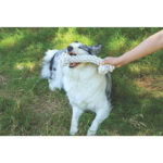 M-Pets Coto Örgü Kemik Köpek Oyuncağı Beyaz 30 Cm - Görsel 2