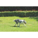 M-Pets Coto Örgü Top Köpek Oyuncağı Gri 9,5 Cm - Görsel 2