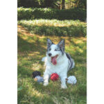 M-Pets Coto Örgü Top Köpek Oyuncağı Siyah 9,5 Cm - Görsel 3