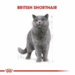 Royal Canin British Shorthair Adult Yetişkin Kedi Maması 400 Gr - Görsel 2