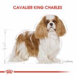 Royal Canin Cavalier King Charles Adult Yetişkin Köpek Maması 1,5 Kg - Görsel 3