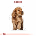 Royal Canin Cocker Spaniel Puppy Yavru Köpek Maması 3 Kg - Görsel 2