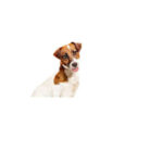 Royal Canin Loaf Mousse Küçük Irk Ezme Yetişkin Köpek Konservesi 12 Adet 195 Gr - Görsel 3
