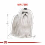 Royal Canin Maltese Terrier Adult Yetişkin Köpek Maması 1,5 Kg - Görsel 3