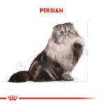 Royal Canin Persian Adult İran Yetişkin Kedi Maması 4 Kg - Görsel 2