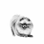 Royal Canin Pomeranian Adult Yetişkin Köpek Maması 1,5 Kg - Görsel 3