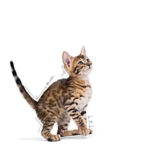 Royal Canin Pouch Kitten Sterilised Gravy Yavru Kedi Konservesi 85 Gr - Görsel 3