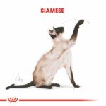 Royal Canin Siamese Adult Siyam Yetişkin Kedi Maması 2 Kg - Görsel 2