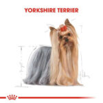 Royal Canin Yorkshire Terrier Adult Yetişkin Köpek Konservesi 85 Gr - Görsel 2