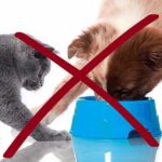 Trixie Kaymaz Altlıklı Kedi ve Köpek Mama Kabı 400 Ml - Görsel 2