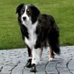 Trixie Köpek Yürüyüş Botu 2 Adet XL Siyah - Görsel 2