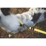 M-Pets Wild Safari Köpek Gezdirme Kayışı Sarı Small-Medium 1x120 Cm - Görsel 3