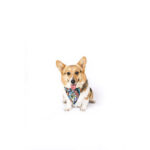 M-Pets Urban Style Freestyle Köpek Bandanası Small 13x33 Cm - Görsel 2