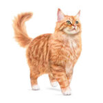 Royal Canin Ageing 11+ Yaş Üzeri Yaşlı Kedi Maması 2 Kg - Görsel 3