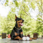 M-Pets Bloom Ball Parçalanmaz Top Köpek Oyuncağı Beyaz 7 Cm - Görsel 3